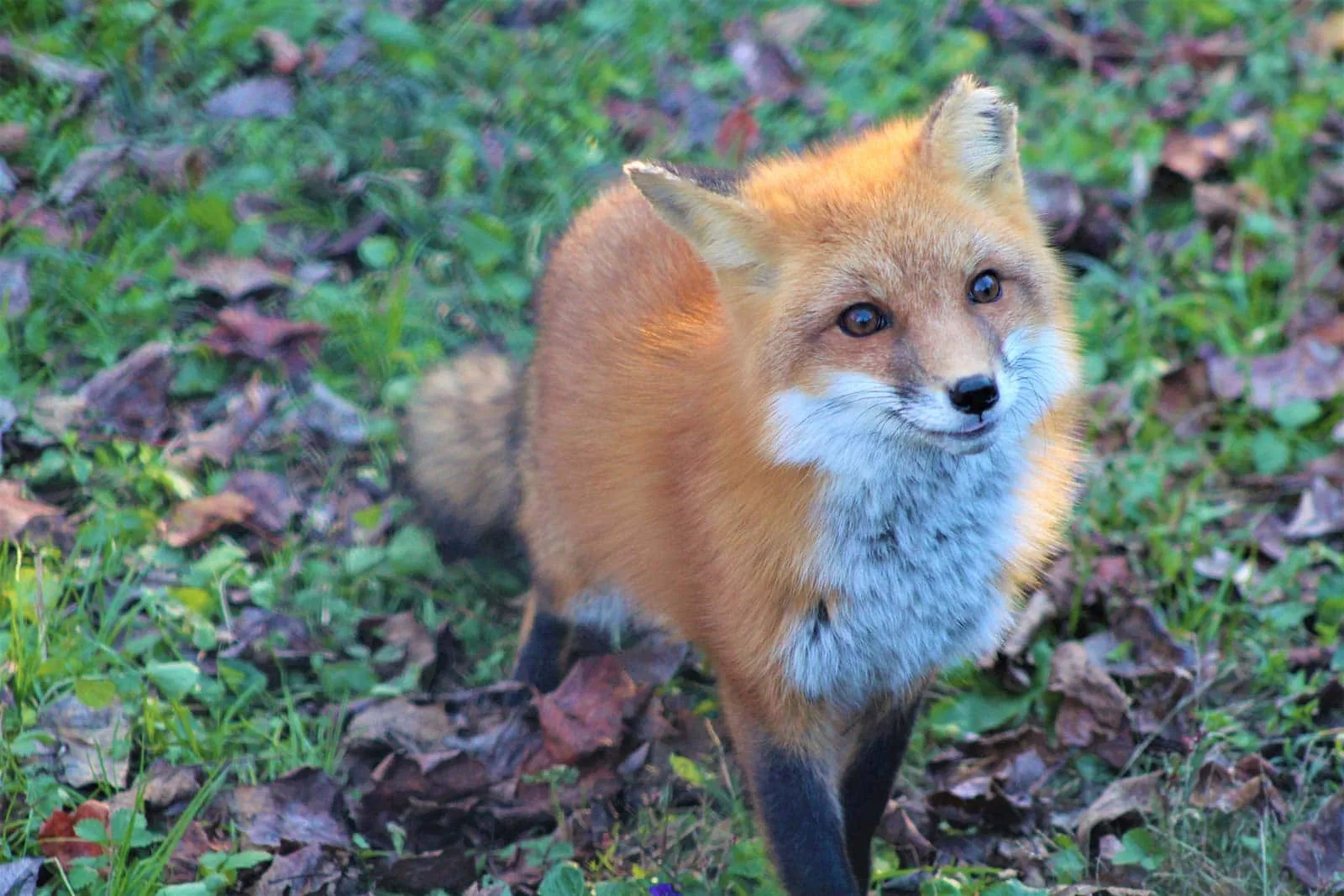 Red fox фото