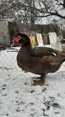 Мускусная Утка Большая Утка Родом Из Мексики И Центральной И Южной Америки  Плавающая В Воде Портрет Крупным Планом — стоковые фотографии и другие  картинки Берег озера - iStock