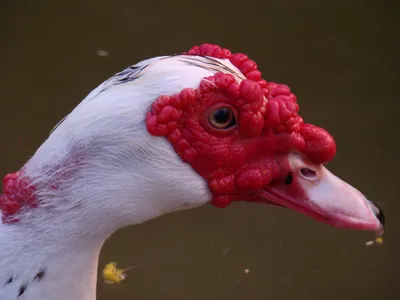 Му́скусная у́тка (Cairina moschata) | Мускусная утка, Кряква, Утка