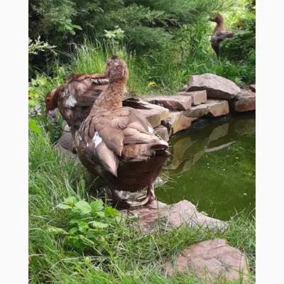 Muscovy Duck (Domestic type) - Cairina moschata (Domestic type) - Поиск  Медиафайлов - Macaulay Library и eBird