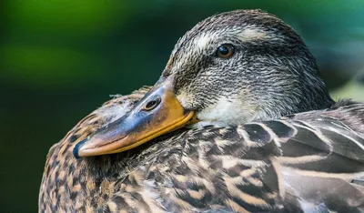 Утка мускусная — Cairina moschata var. Dom.. Экспозиция Водоём  водоплавающей птицы. Сахалинский зооботанический парк.