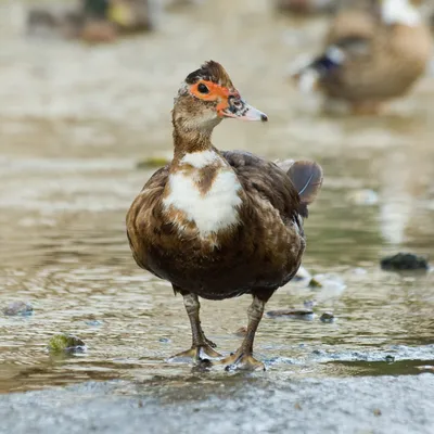 Файл:Muscovy Duck - Cairina moschata 2.jpg — Википедия