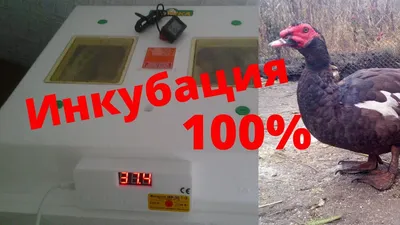 Утята Мускусные суточные --- от 100 до 500 шт