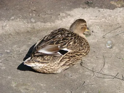 Описание и сравнение пород уток. 🐔Инкубационное яйцо и суточную птицу  можно заказать в нашем магазине. Поставки напрямую с птицефабрик и крупных  инкубаторов. 🐔