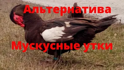 Инкубация яиц мускусной утки 100% провереная схема инкубации мускусных уток  Индоуток Опыт Сельской Ж - YouTube