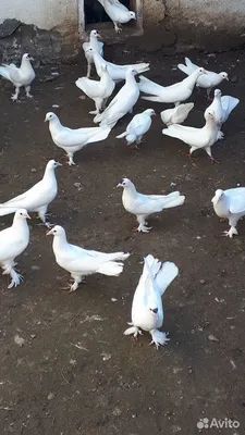 Краснодарские Краснобокие(Бокатые.Плечистые) Бойные голуби. Pigeons.  Украина Кривой Рог - YouTube