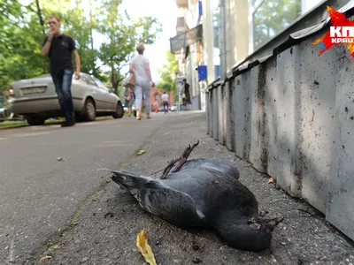 Птица из Барбиленда: Новосибирцы обнаружили на улицах города розового  голубя. 18 сентября 2023 г. Кубанские новости