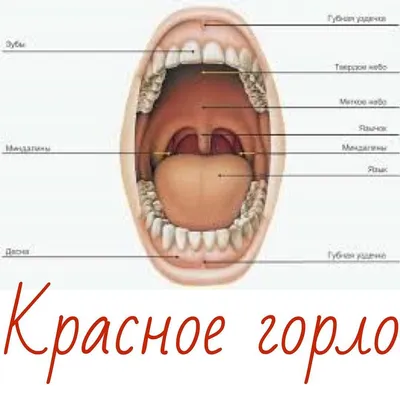 С удовольтвием хочу поделиться статьей замечательного педиатра Надежды  Дмитриевны @dr.dubatoffka , которая расставит все точки над i в… | Home  appliances, Table fan