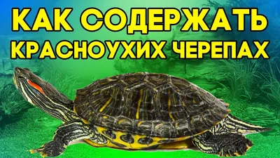 Trachemys scripta (Красноухая черепаха) - Черепахи.ру