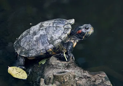 Диспнотический синдром водных черепах | Ветеринарная клиника