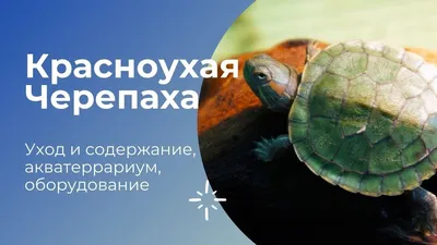 Trachemys scripta (Красноухая черепаха) - Черепахи.ру