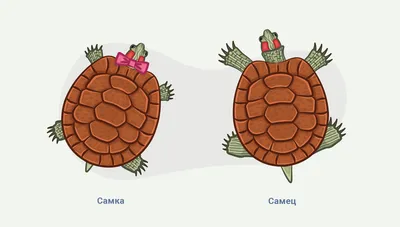 Уход и условия содержания красноухой черепахи в домашних условиях