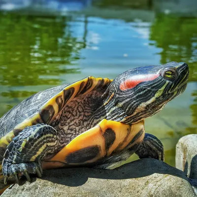 Красноухая черепаха (Trachemys scripta) — Зоопарк «Лимпопо» г. Нижний  Новгород – Нижегородский зоопарк