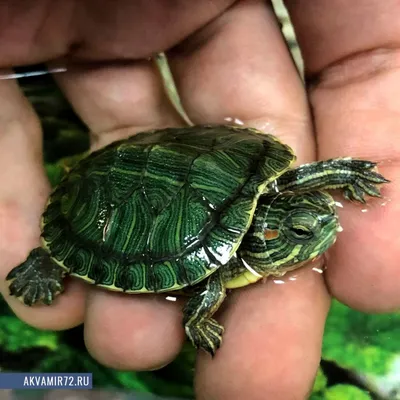 Красноухая черепаха 🐢 (лат. Trachemys…» — создано в Шедевруме