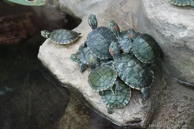 Красноухая черепаха — Trachemys scripta elegans. Экспозиция Экспозиция  \"Экзотариум\". Сахалинский зооботанический парк.