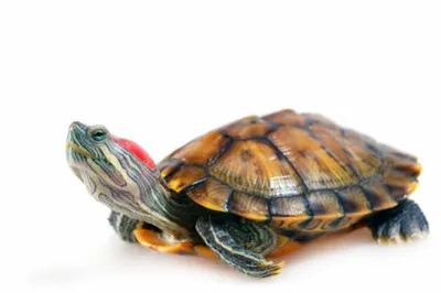 Красноухая черепаха, Trachemys scripta, Pond slider | Flickr