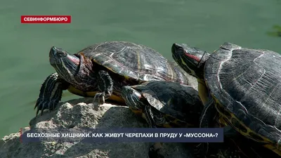 Сеть Зоомагазинов Лотос - 🐢Красноухая черепаха — самая распространенная  среди любителей домашних черепах. . 💛При хорошем уходе она может радовать  хозяина примерно 20–25 лет. . 💜Панцирь взрослой особи может достигать  20–30 см.