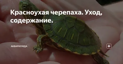 Черепаха красноухая или желтобрюхая (Trachemys scripta) | Aquarium-Style