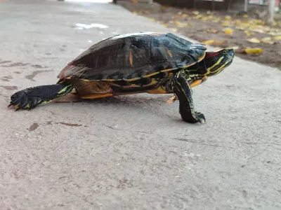 Водоплавающая красноухая черепашка (Trachemys scripta): купить в Челябинске