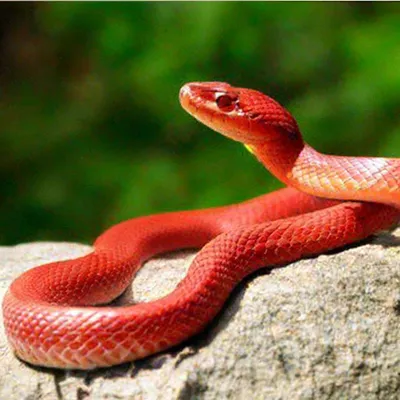Lampropeltis triangulum, широко известная как молочная змея или молочная  змея, является разновидностью королевской змеи. | Премиум Фото