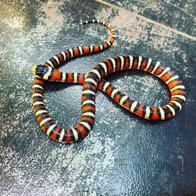 Змея резиновая большая 100 см, Красная - купить с доставкой по выгодным  ценам в интернет-магазине OZON (1051345266)