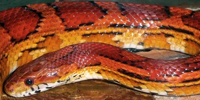 Змеи бывают разные: чёрные, белые, красные... | Пикабу