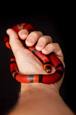 Lampropeltis triangulum, широко известная как молочная змея или молочная  змея, является разновидностью королевской змеи. | Премиум Фото