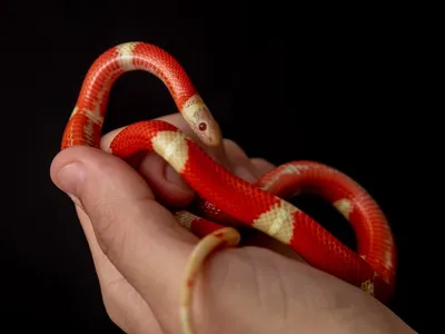 Lampropeltis triangulum, широко известный как молочная змея или молочная  змея, является разновидностью королевской змеи. | Премиум Фото