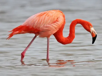 Красный фламинго фото