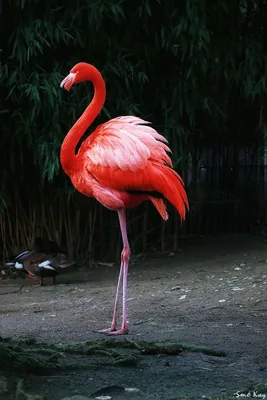 Royalty-Free photo: Two red Flamingos near green leaf plant | PickPik