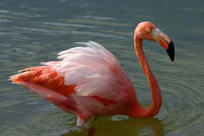 Red flamingo Stock Photo by ©leungchopan 12384626