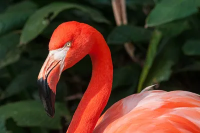 Colorful Deep Red Flamingo in a Zoo Stock Photo - Image of exotic, beak:  129286244