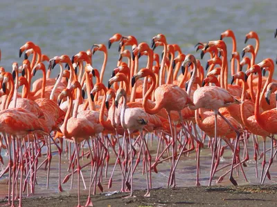 red flamingo photography nature petsandanimals animals... Found this cute  flamingo photo while browsing… | Imagens de flamingo, Flamingos cor de  rosa, Foto flamingo