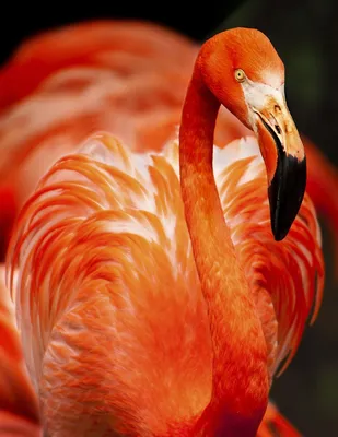 American flamingo - Wikipedia