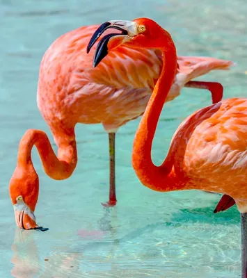 Why Are Flamingos Pink? | Britannica