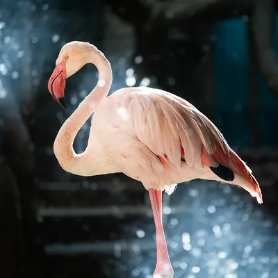 Free Stock Photo of American flamingo | Download Free Images and Free  Illustrations