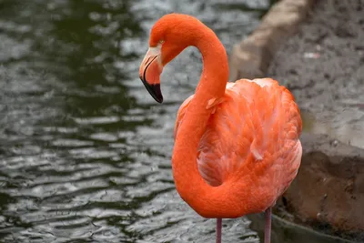 Красный фламинго (лат. Phoenicopterus ruber) – Интересные животные