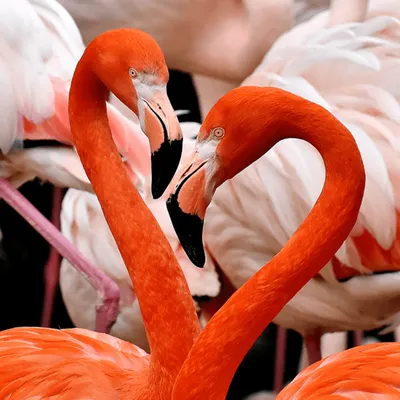 American Red Flamingo Graceful Bird Stock Photo, Picture and Royalty Free  Image. Image 18047516.