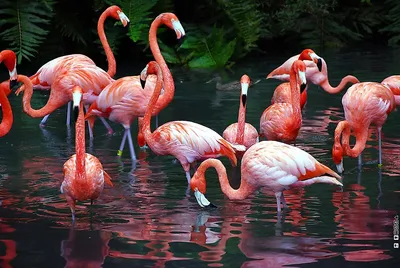 Beautiful red flamingo bird in a park Stock Photo - Alamy