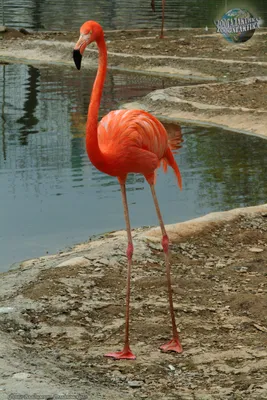 Caribbean Flamingo | The Maryland Zoo