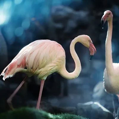 Caribbean Flamingo | The Maryland Zoo