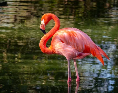 Flamingo Fact Sheet | Blog | Nature | PBS