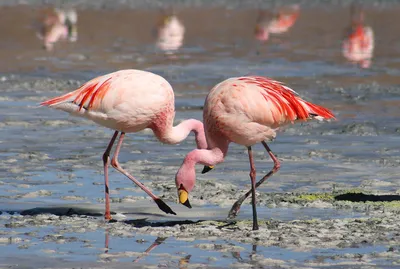 Fascinating Flamingos | PONANT Magazine