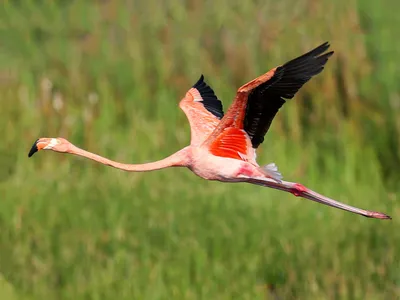 Red Flamingo Photograph by Mariola Bitner - Fine Art America