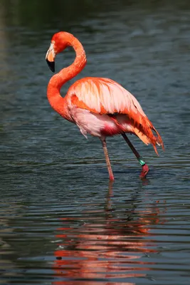 Lincoln Children's Zoo - Happy Pink Flamingo Day to our favorite pink  birds! Did you know? Flamingos get their pink coloring from what they eat.  Carotenoids, a natural red, yellow or orange