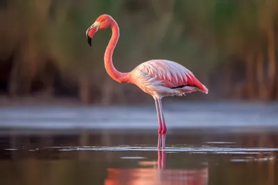 American Flamingo Facts | Caribbean Flamingos