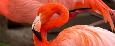 Flamingo - Wikipedia