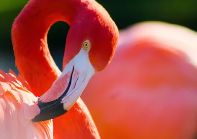 Pink flamingo beak side view hi-res stock photography and images - Alamy