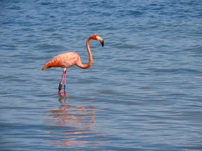 Rare U.S. flamingo sightings reported since Hurricane Idalia