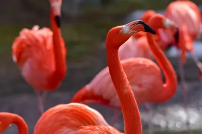 Close up portrait of Red American flamingo birds in the water. AI  Generated. 29796691 Stock Photo at Vecteezy